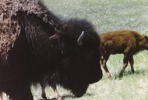 bigbuff.jpg - Black Hills buffalo