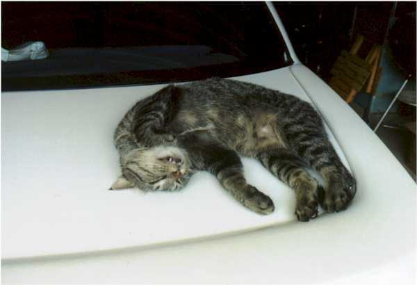 bobcatcar.jpg