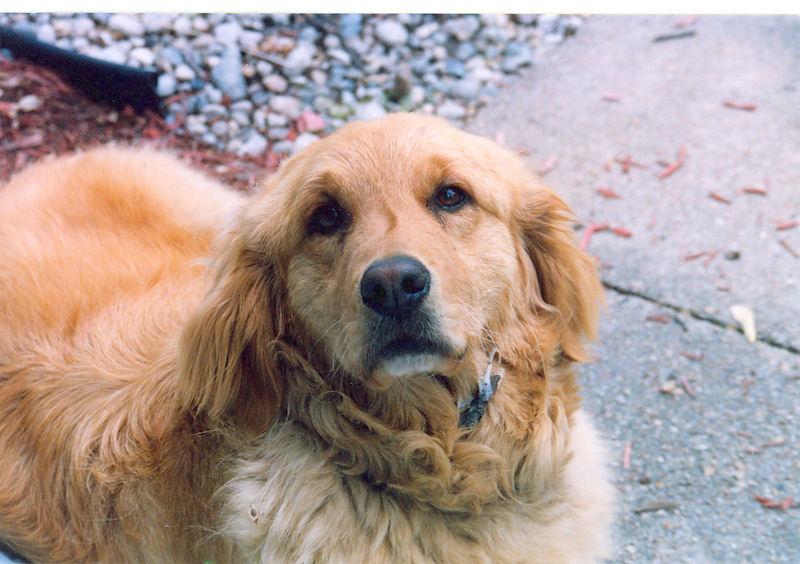 layla3.jpg - Layla's last day with us. RIP good girl.