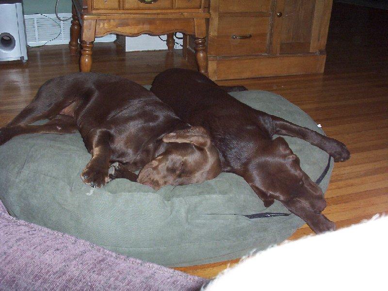 twodogsleep.jpg